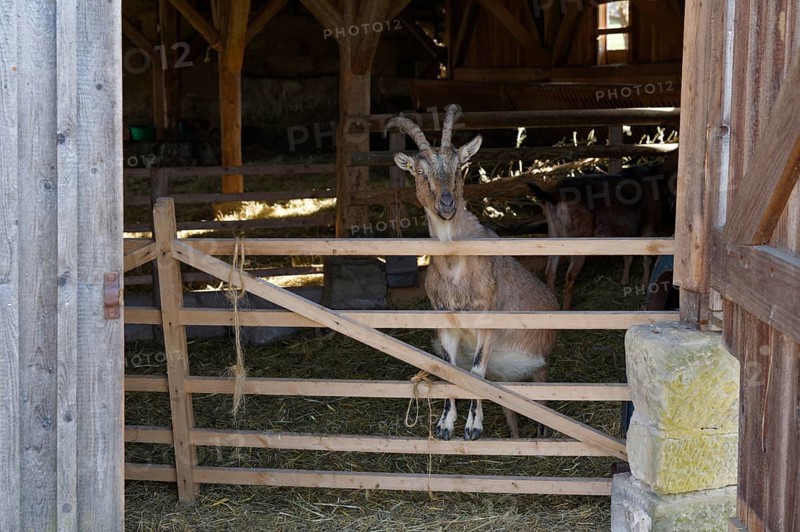Goat in the historic sheepfold, Hohenloher Freilandmuseum, Museum, Wackershofen, Schwäbisch Hall-Wackershofen, Hohenlohe, Germany, Europe