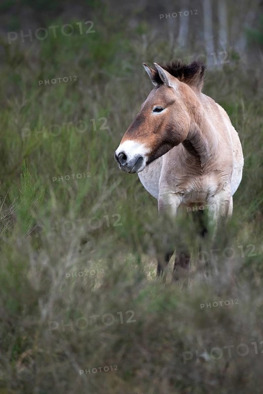 Przewalski's horse (Equus przewalskii), single animal on a meadow at the edge of a forest, Döberitzer Heide, Brandenburg, Germany, Europe