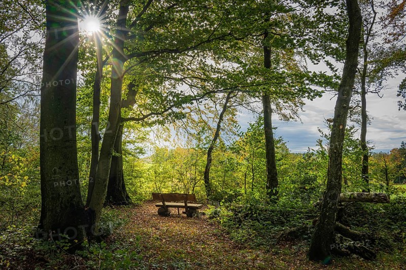 An empty park bench in the forest, flooded with warm rays of sunshine on an autumn day, Deilbachtal, Velbert, Mettmann, North Rhine-Westphalia
