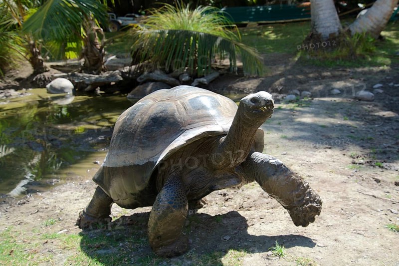 Giant tortoise on the Seychelles island of Curieuse