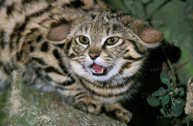 Black-footed cat (felis nigripes), adult growling, defensive posture
