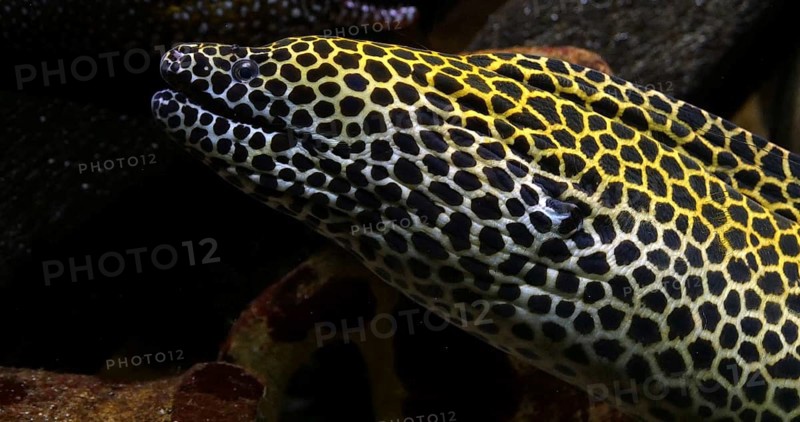 Laced Moray, gymnothorax tessellata, Laced Moray, gymnothorax tessellata