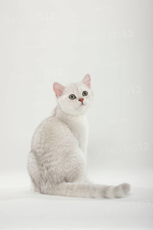 British shorthair cat, kitten, silver-shaded, BKH