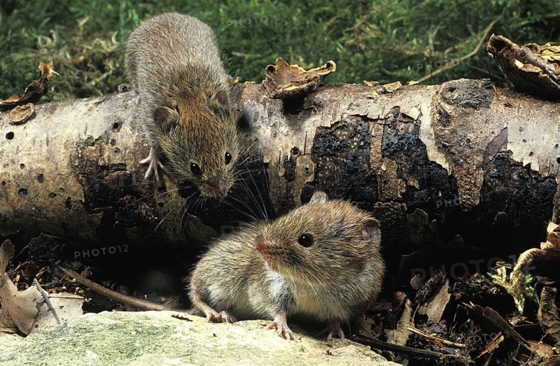 Bank Vole (clethrionomys glareolus), Normandy