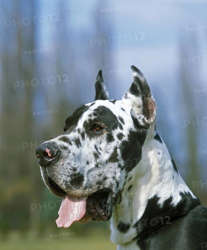 Great Dane or German Mastiff Dog (old standard breed with cut ears)