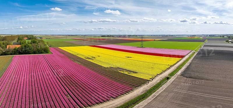 Aerial view of a beautiful landscape filled with colorful tulips