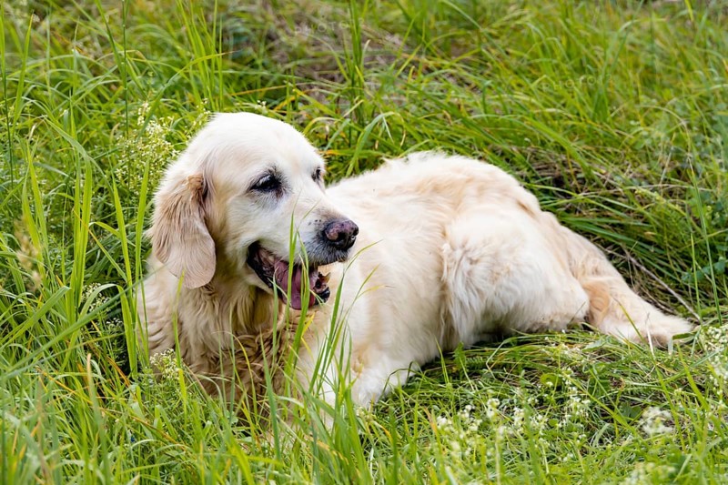 Freundlicher Retriever-Senior liegt auf einer Wiese