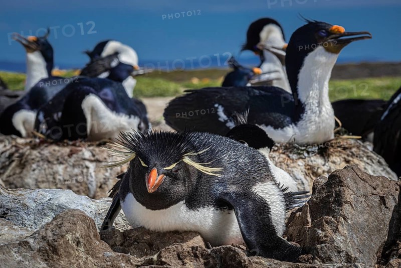 Rockhopper penguin (Eudyptes chrysocome) on its nest in a cormorant colony, Pebble Island, Falkland Islands, Great Britain, South Atlantic, South America
