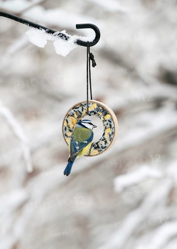 The little blue tit (Cyanistes caeruleus) sits on the bird feeder ring in the snow-covered winter garden. Biological, ecological feeding. Animal welfare concept