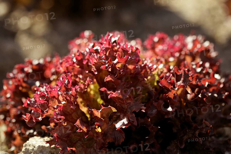 Red little baby lettuce in the fields from spain