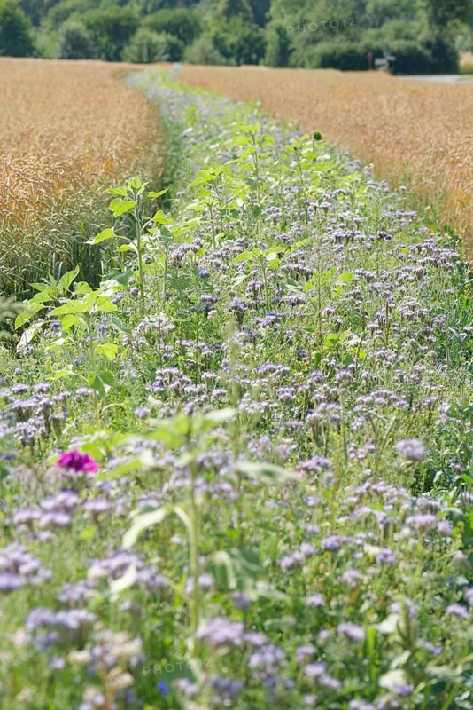 Flower strips in cereal fields, biodiversity, agriculture, agribusiness, Schöntal, Jagsttal, Jagst, phacelia, mallow, Hohenlohe, Heilbronn-Franken, Baden-Württemberg, Germany, Europe