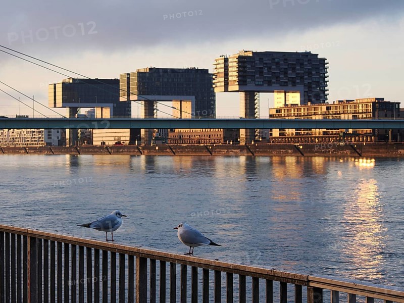 Seagulls on the Rhine, behind them the crane houses, sunrise, Cologne, Germany, Europe