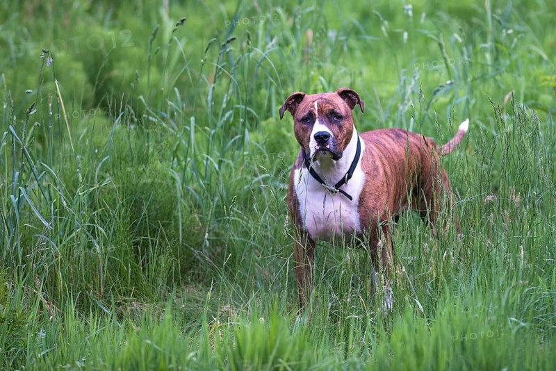 An American Staffordshire Terrier stands in a meadow