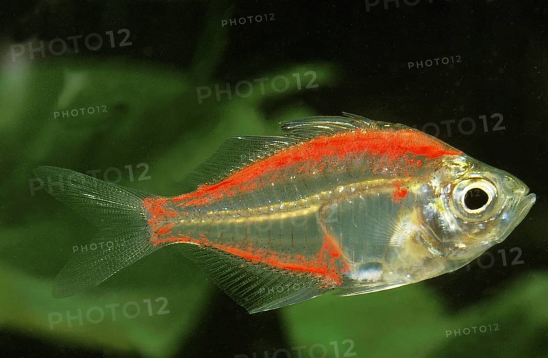 Parambassis ranga, 'Indian glass perch, Indian glass perch, Other animals, Fish, Perch-like, Animals, Glassfish, chanda ranga color, Adult