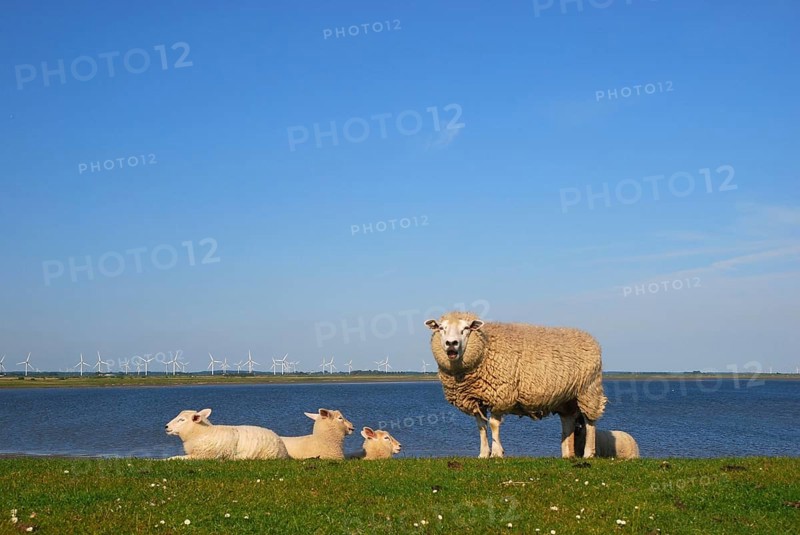 Domestic sheep on dyke, Nordstrand Island, Schleswig-Holstein, Germany, Europe