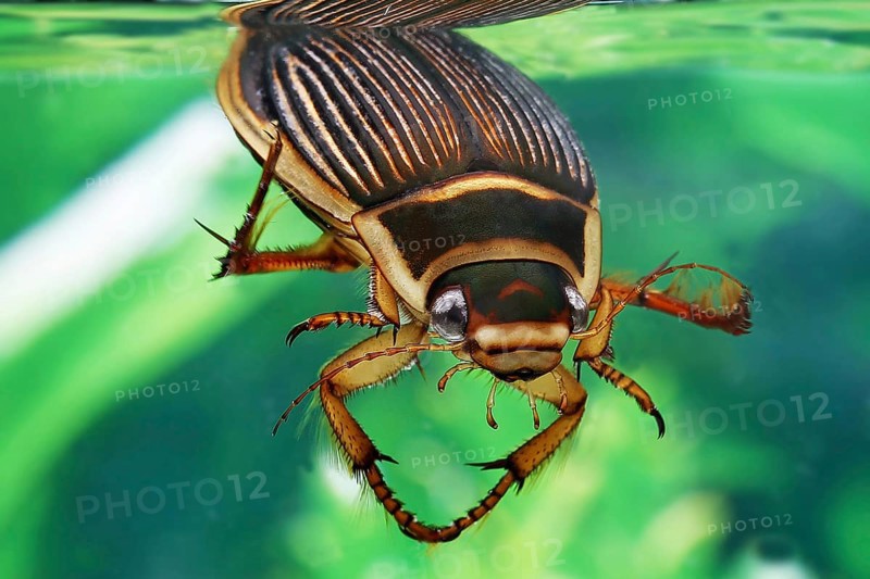 Great diving beetle (dytiscus marginalis), Dytiscidae, Other animals, Insects, Beetles, Animals, Great Diving Beetle, Adult in Water, Normandy
