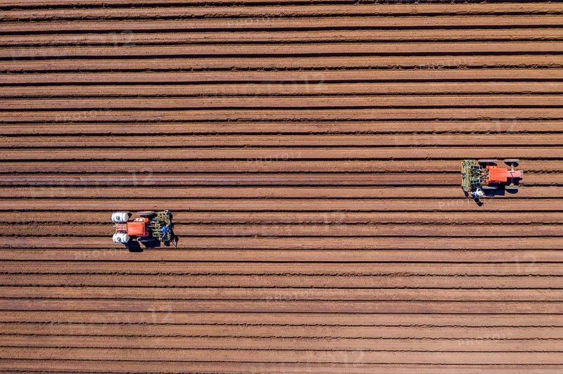 Aerial view of farmers working in a field gathering crops for consumers