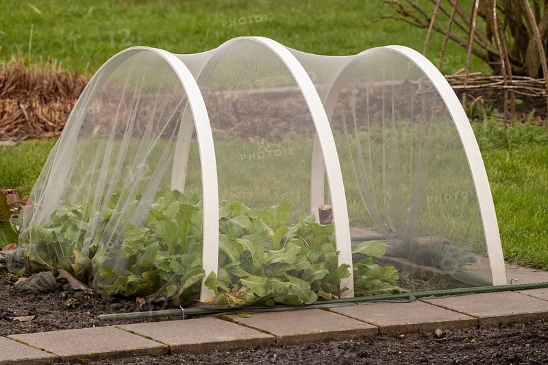 Insect netting protecting young plants growing in a garden bed