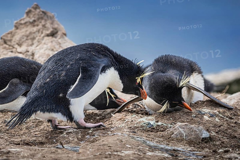Rockhopper penguin (Eudyptes chrysocome), breeding pair at the nest, Pebble Island, Falkland Islands, Great Britain, South Atlantic, South America