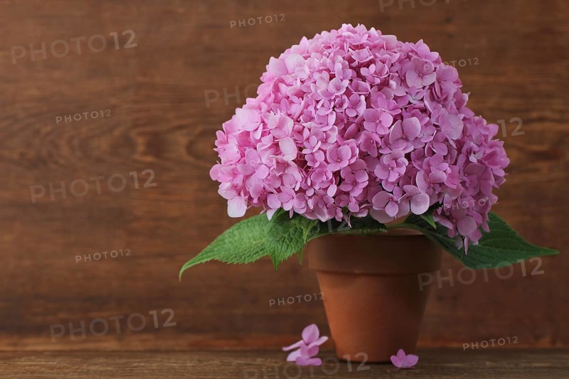 Blossoming pink hydrangea in pot on the wooden background