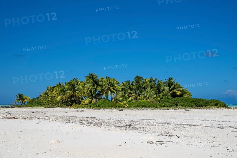Coconut palm (Cocos nucifera), grove on Motu, Tetiaroa, atoll, Marlon Brando Island, French Polynesia, Society Islands, Leeward Islands, Oceania