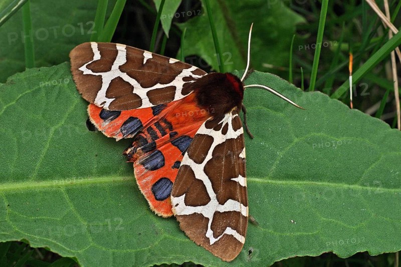 Garden tiger moth (Arctia caja)