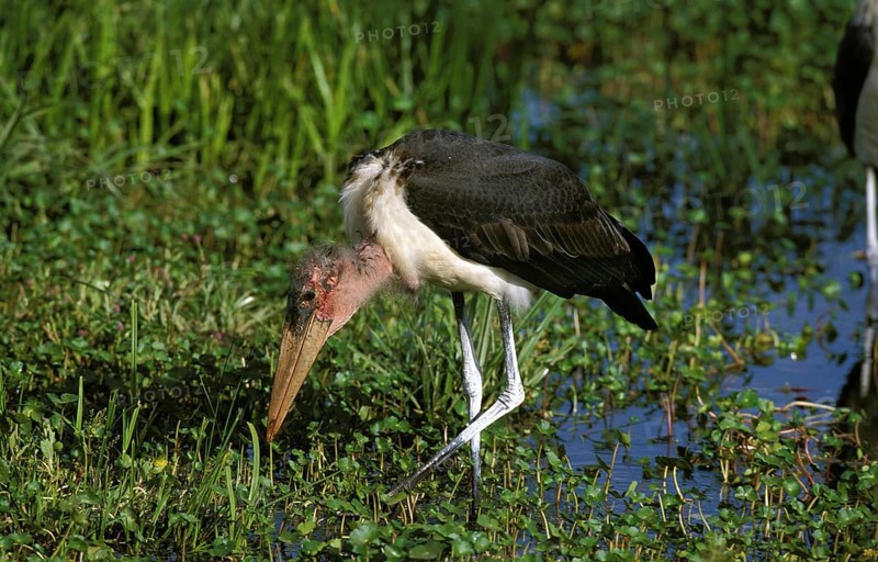 MARABOU STORK (leptoptilos crumeniferus), ADULT LOOKING FOR FOOD IN SWAMP, TANZANIA