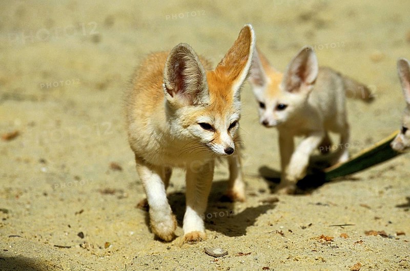 Fennec or desert fox, fennecus zerda, mother with young