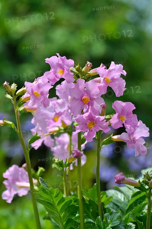 Outdoor, Garden Gloxia, Garden Gloxia (Incarvillea delavayi) (Incarvillea delava), Garden Gloxia, Outdoor Gloxia