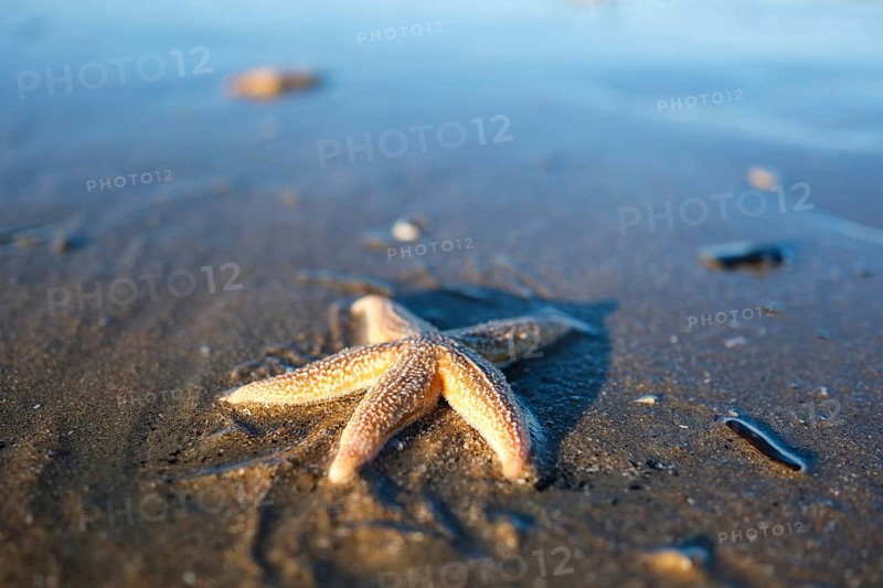 Starfish (Asteroidea) on the beach, blurred background, North Sea, Zandvoort, Netherlands