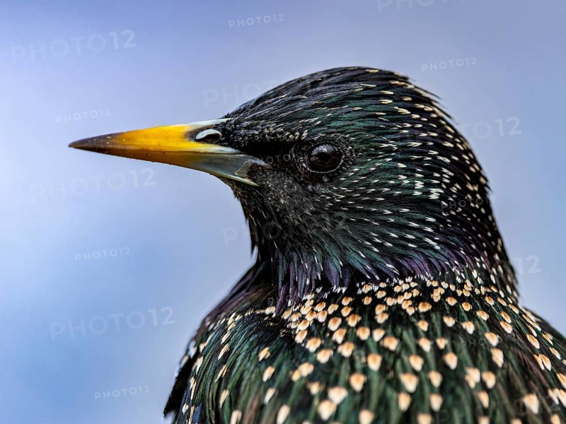 Starling (Sturnus vulgaris) in spring plumage, close-up, Hochrhein, Baden-Württemberg, Germany, Europe