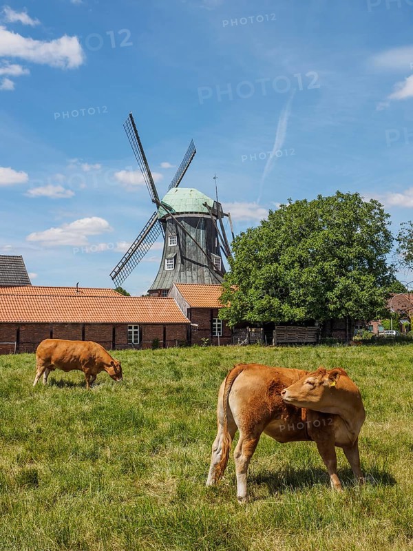 Cows on a pasture with a windmill and farm buildings in the background, südlohn, münsterland, germany