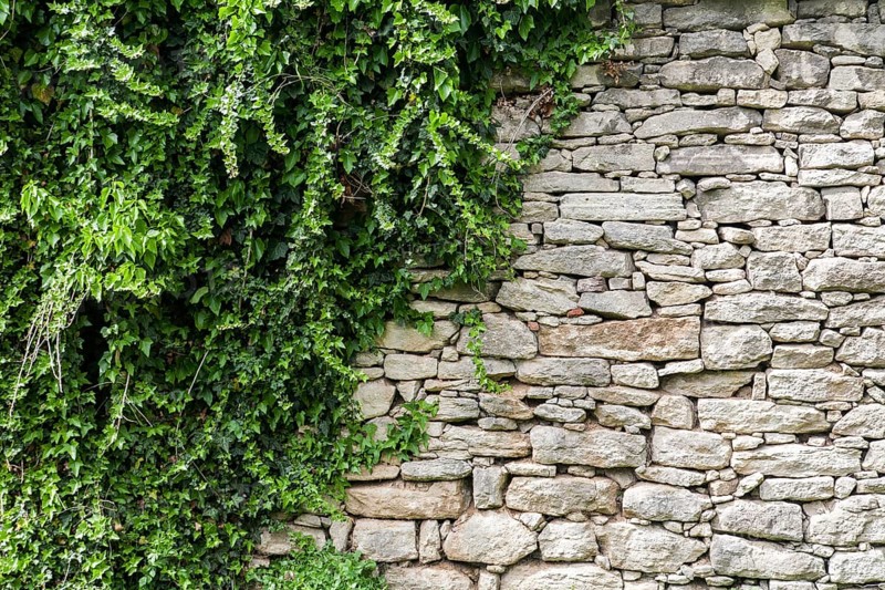 Old stone wall with ivy as background