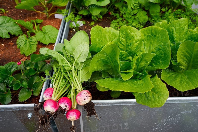 Radishes harvest in an orchard at urban garden radish plants