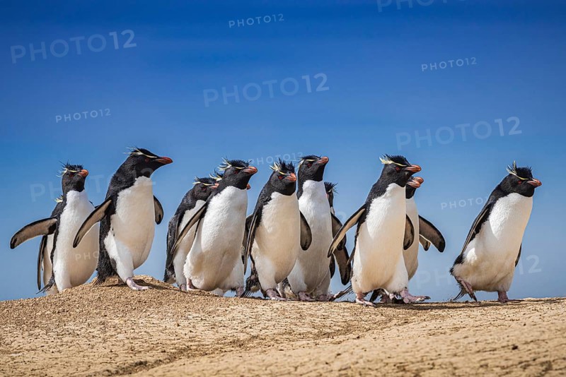 Rockhopper penguins (Eudyptes chrysocome) on the way to their colony, Pebble Island, Falkland Islands, Great Britain, South Atlantic, South America