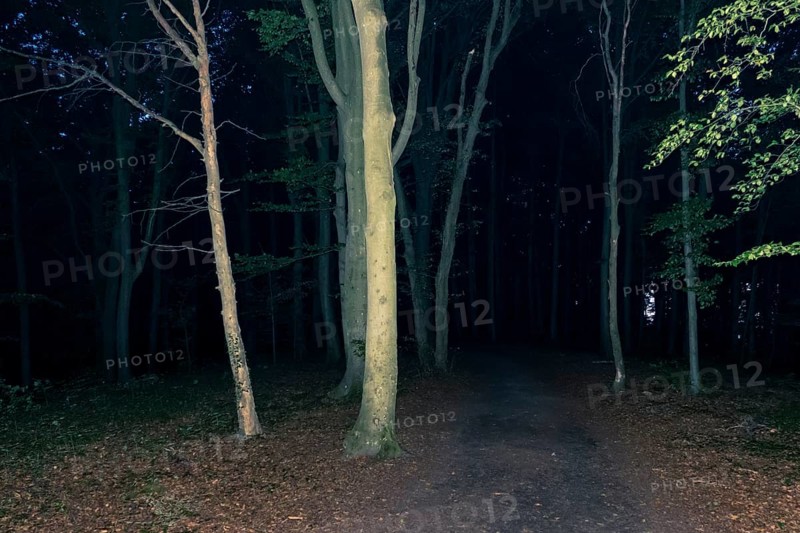 An image of a dark forest at night