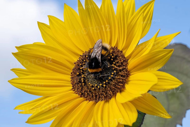 Close-up of a beautiful flowering plant in the sun