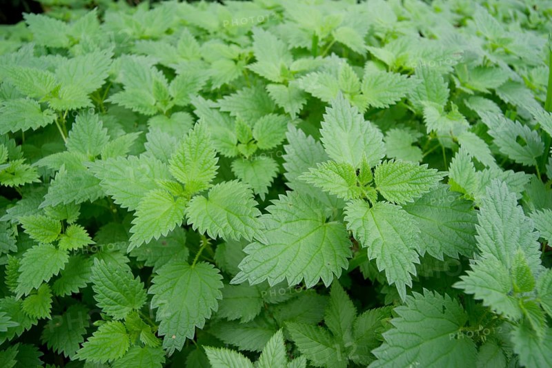 Nettle carpet (Urtica), stinging nettles, medicinal plant, Pfaffenhofen an der Ilm, Ilmtal, Hallertau, hop country, Bavaria, Free State, Germany, Europe