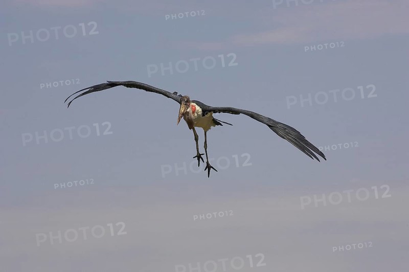 Marabou Stork (leptoptilos crumeniferus), Adult in Flight, Masai Mara Park in Kenya