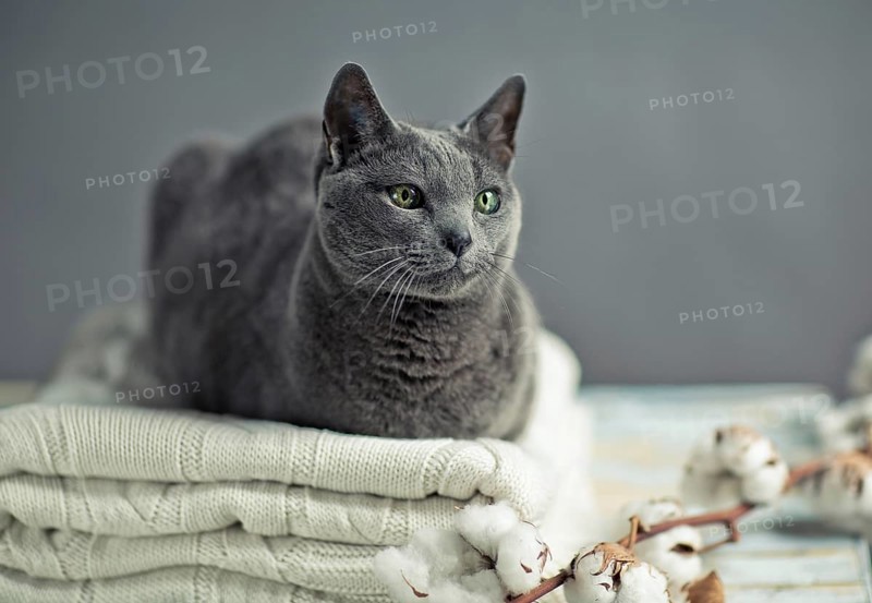 Russian Blue Cat Lying on Wool Sweater
