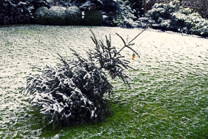 Decorated Christmas tree lying on the lawn