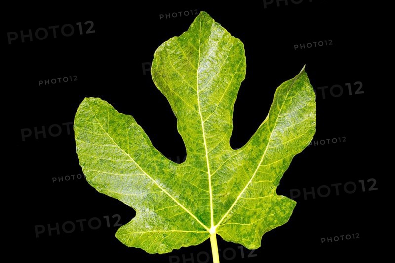Green fig leaf, studio shot with black background