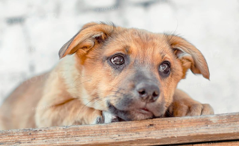Sad red mongrel puppy lays on wooden table
