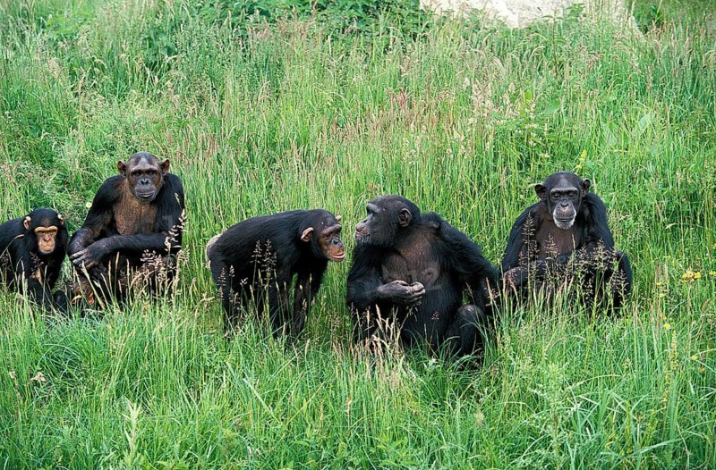 CHIMPANZEE (pan troglodytes), GROUP STANDING IN LONG GRASS