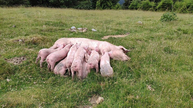 Happy pigs, animal family, Carpathians, Transylvania, Romania, Europe