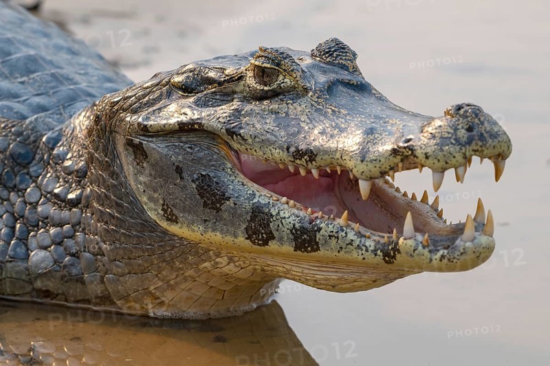 Caiman (Caimaninae), Crocodile (Alligatoridae), crocodile (Crocodylia), animal portrait, mouth open, Pantanal, inland, wetland, UNESCO Biosphere Reserve, World Heritage Site, wetland biotope, Mato Grosso, Brazil, South America