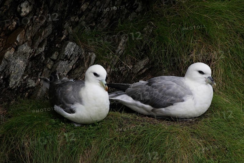 Fulmars, fulmars, Fulmarus glacialis