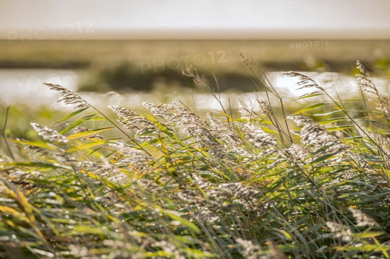 Cattail grass by the wayside