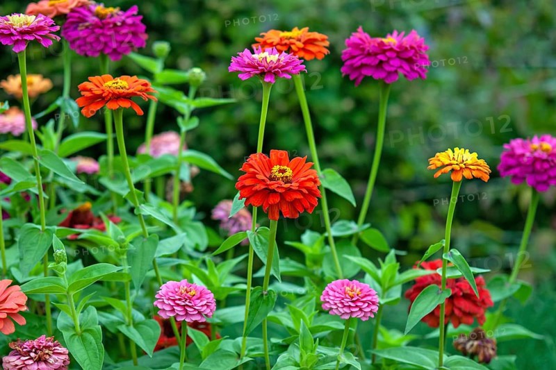 Zinnias of all colors blooming in summer garden