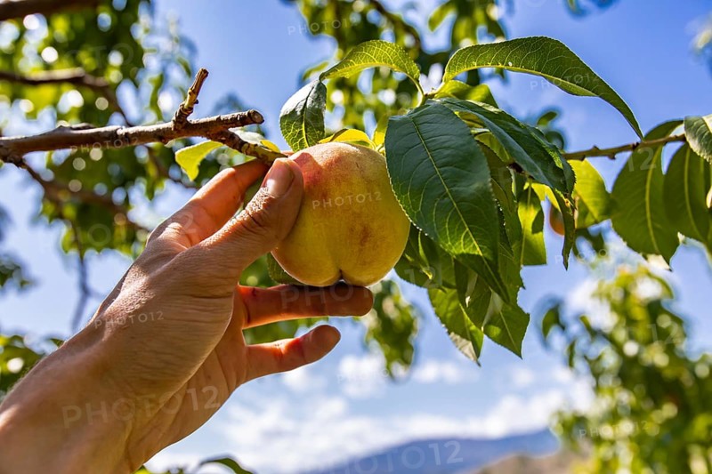 Low angle, selective focus and close up view of hand holding unripe yellow peach fruit on the tree branch, with sunlight on the green leaves